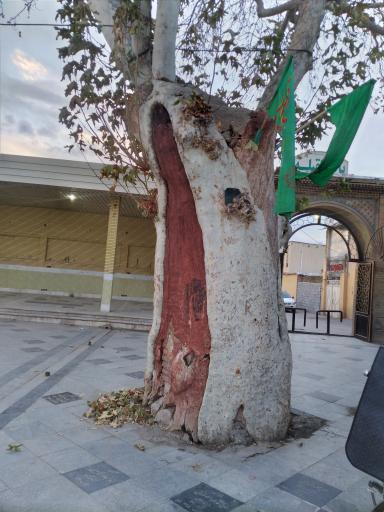 عکس درخت کهنسال