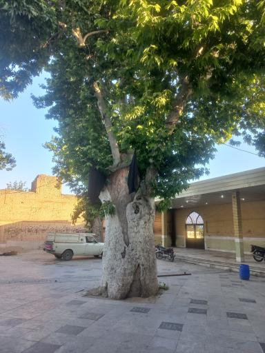 عکس درخت کهنسال