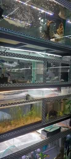 عکس فروشگاه اکواریوم ستاره