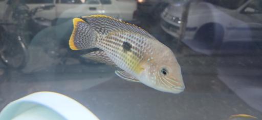 فروشگاه آکواریوم کاردینال