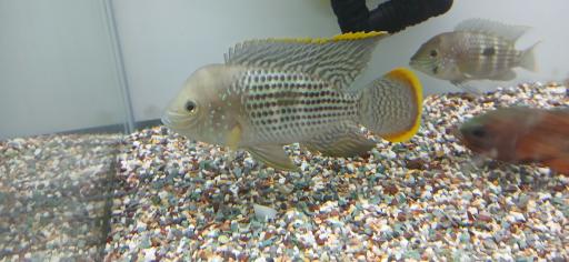 فروشگاه آکواریوم کاردینال