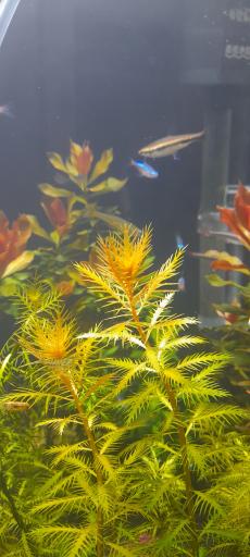 عکس فروشگاه آکواریوم کاردینال
