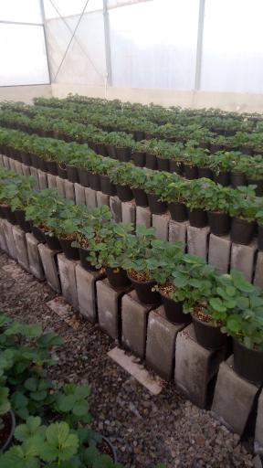 عکس گلخانه توت فرنگی سپهر