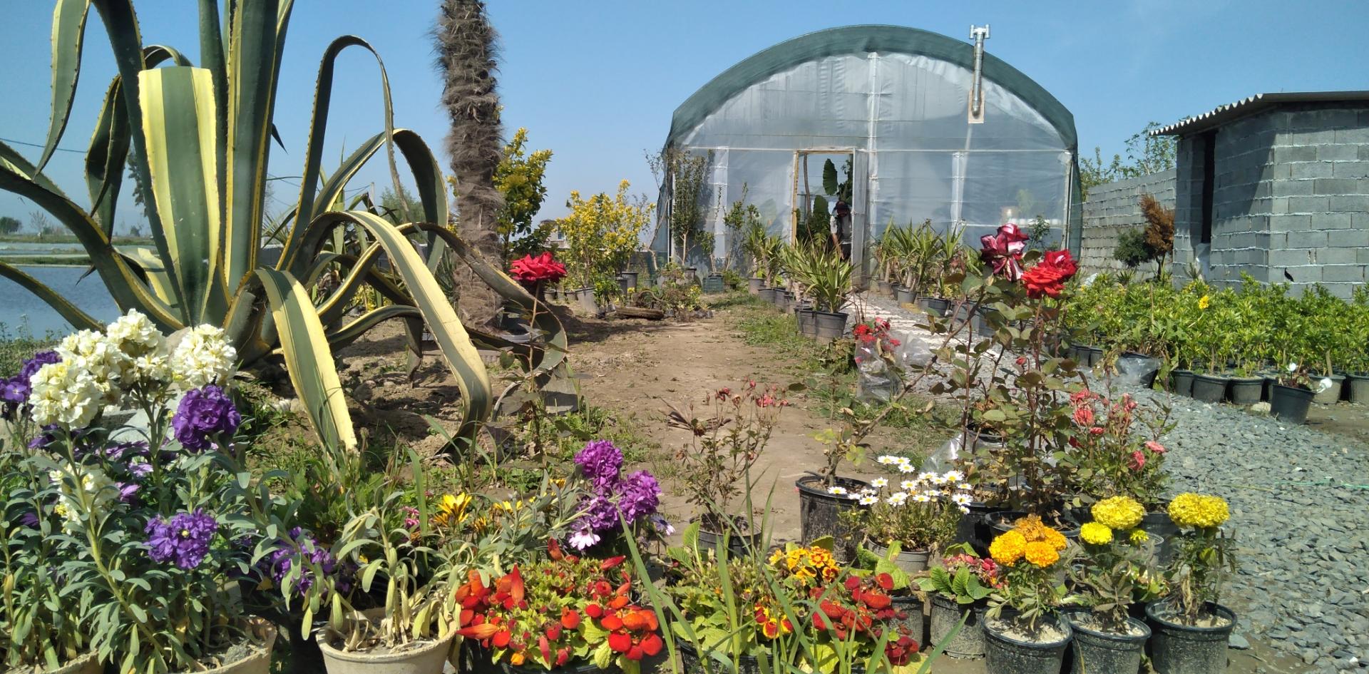 عکس گلخانه مهدی
