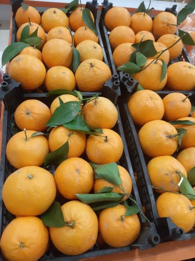 عکس سوپر میوه پاییز