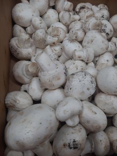 عکس سوپر میوه پاییز