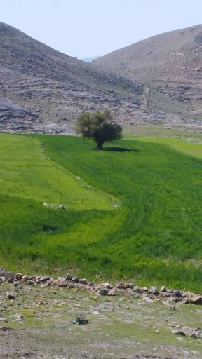 عکس سراب باغ