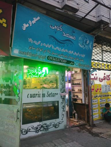 عکس آکواریم مشهد گوپی