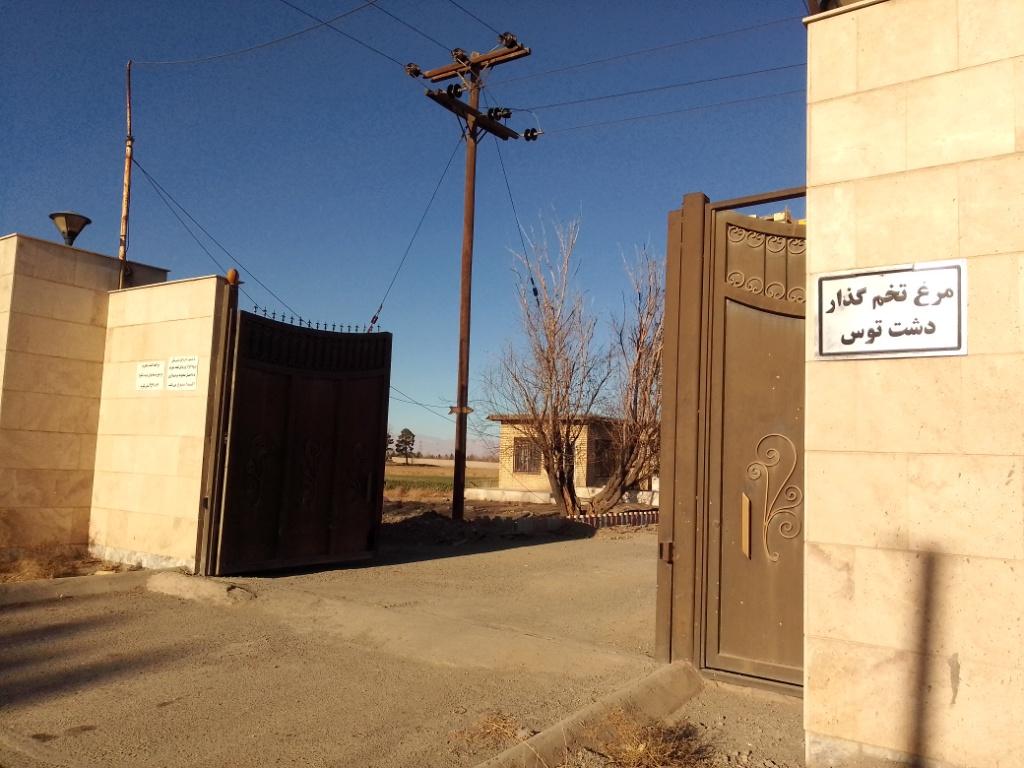 عکس مرغ تخم گذار دشت طوس