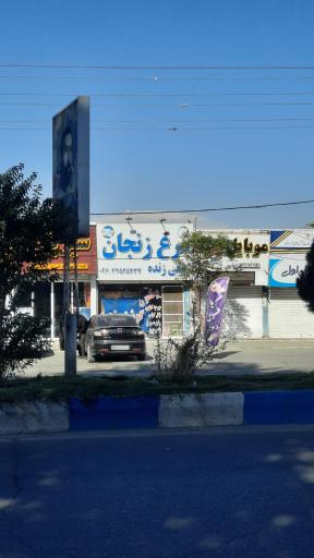 عکس مرغ زنجان