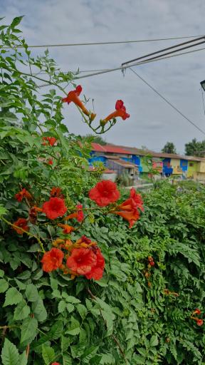 عکس خانه‌های رنگی انزلی