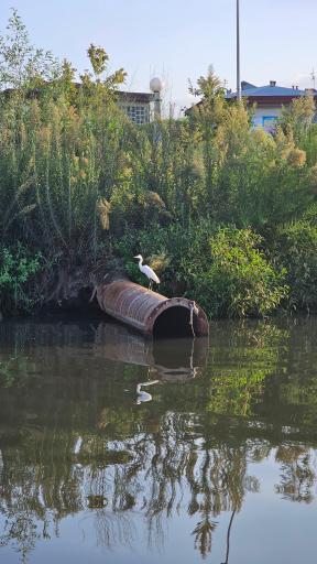 عکس خانه‌های رنگی انزلی