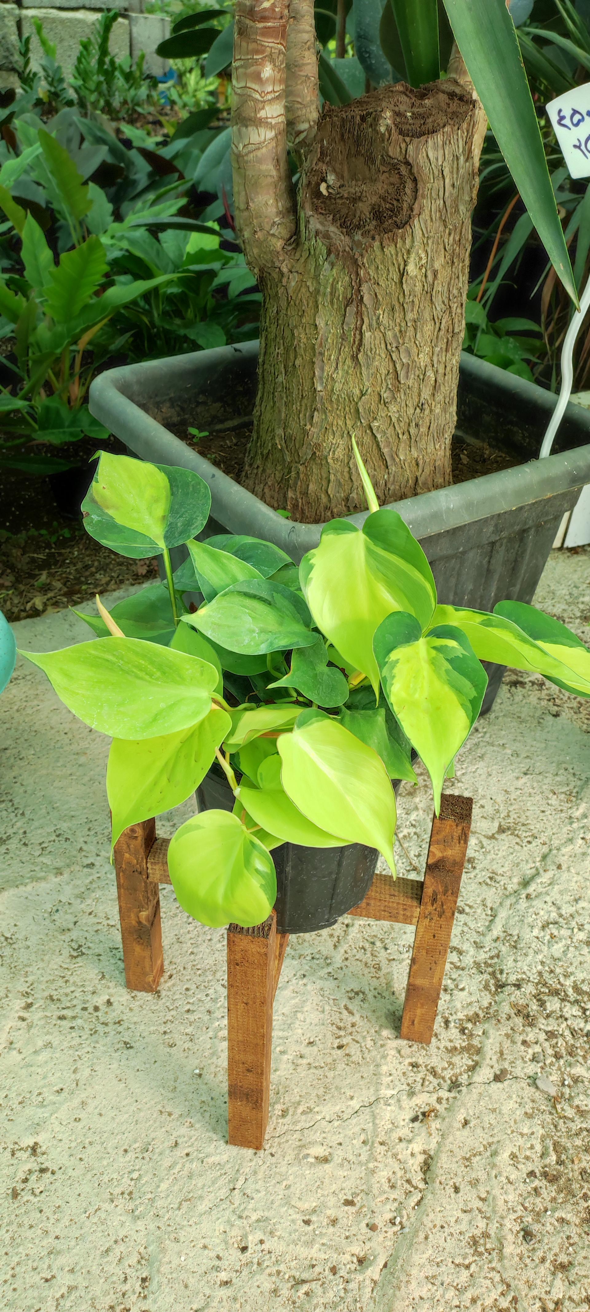 عکس گلکده کیارش