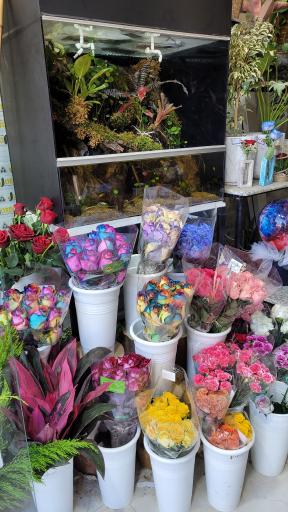 عکس گل دهقان