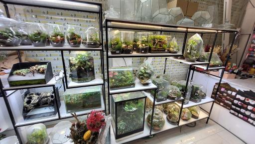 عکس گل دهقان