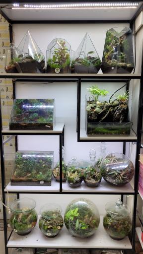 عکس گل دهقان