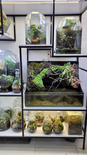 عکس گل دهقان