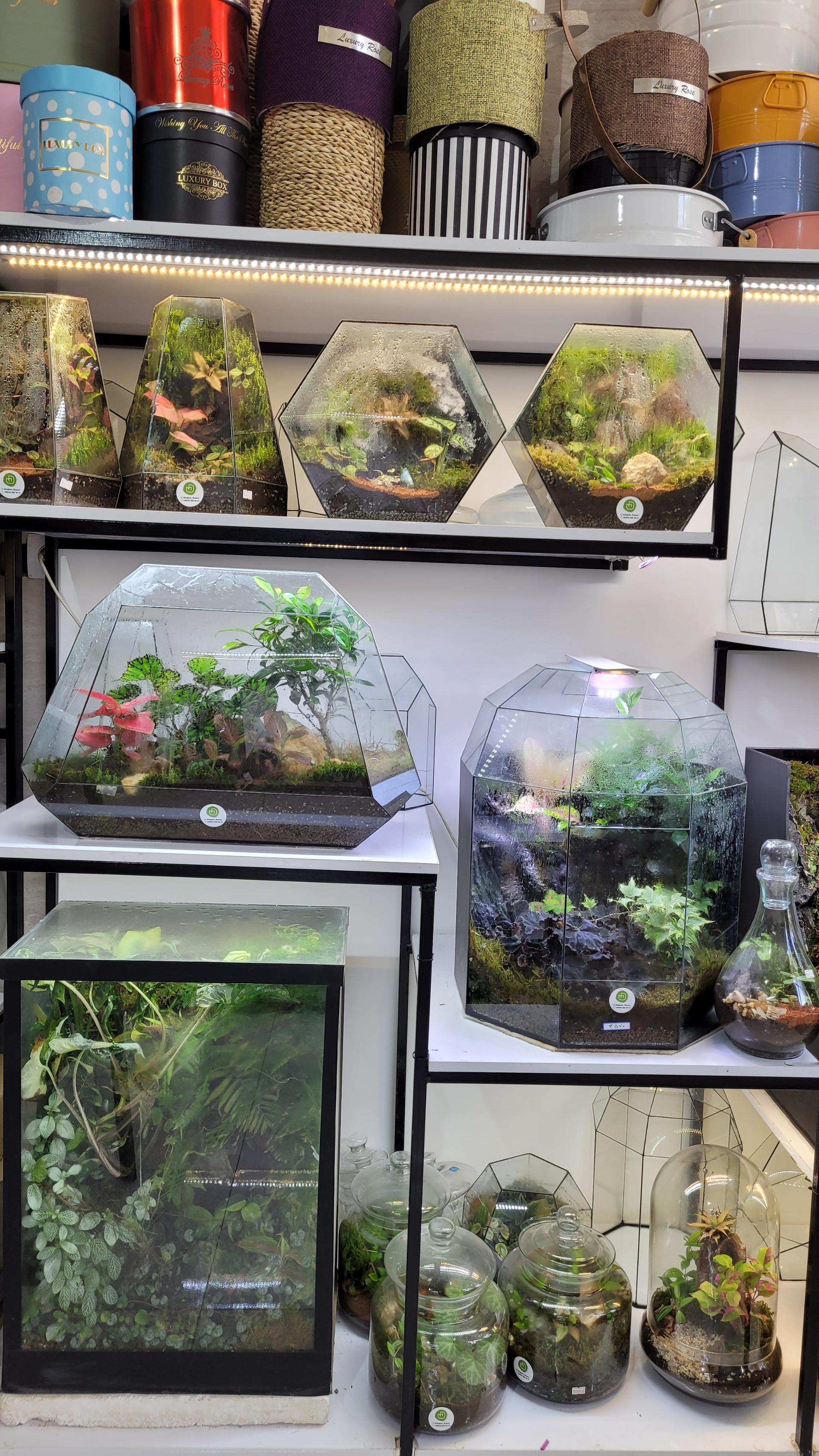 عکس گل دهقان