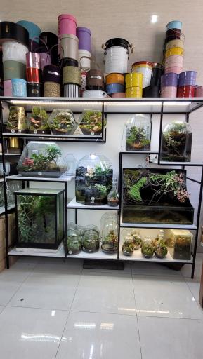 عکس گل دهقان