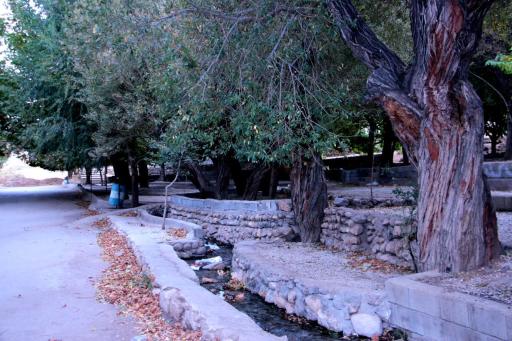 عکس همگین