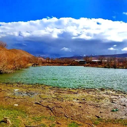 عکس همگین