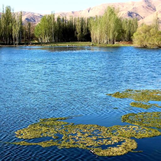 عکس همگین