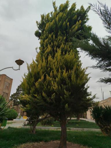 عکس کارخانه تاریخی نوین 