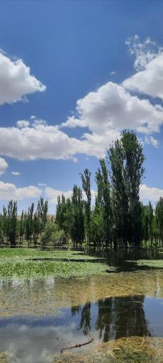 عکس همگین