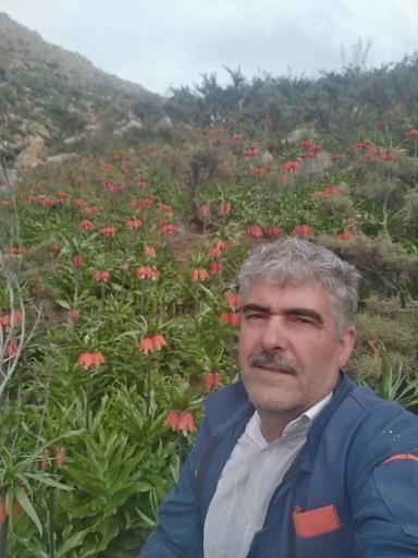 عکس همگین