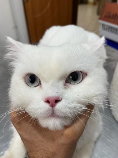 عکس کلینیک اختصاصی حیوانات خانگی دکتر مجید الهی