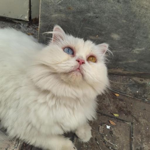 عکس کلینیک اختصاصی حیوانات خانگی دکتر مجید الهی