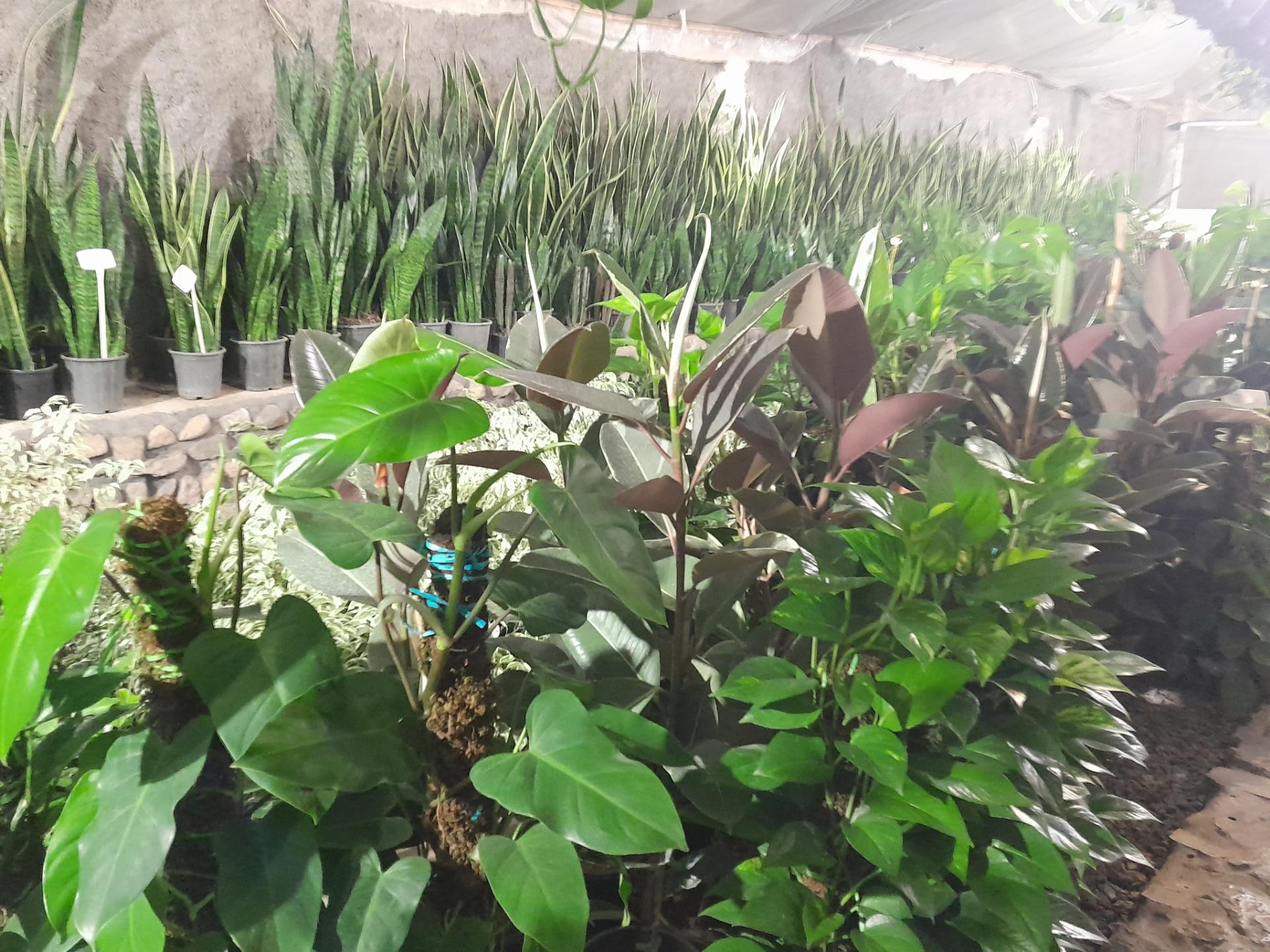 عکس گلباغ افرا