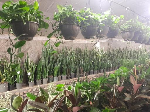 عکس گلباغ افرا