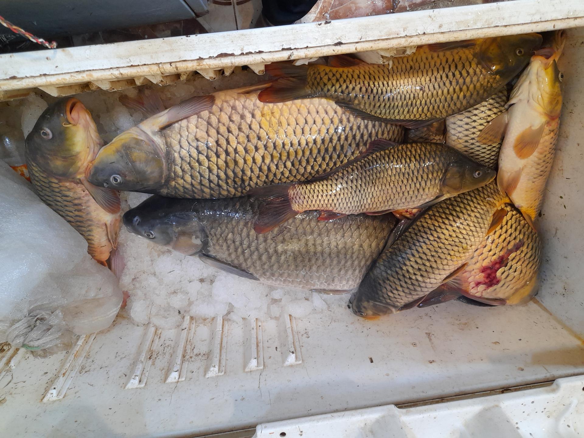 عکس ماهی فروشی شریفی