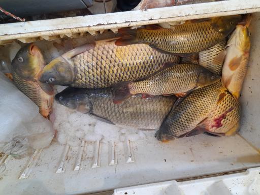 عکس ماهی فروشی شریفی