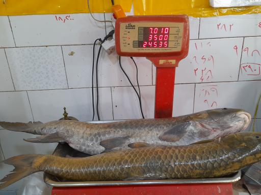 عکس ماهی فروشی شریفی