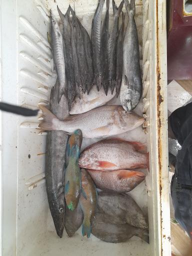 عکس ماهی فروشی شریفی