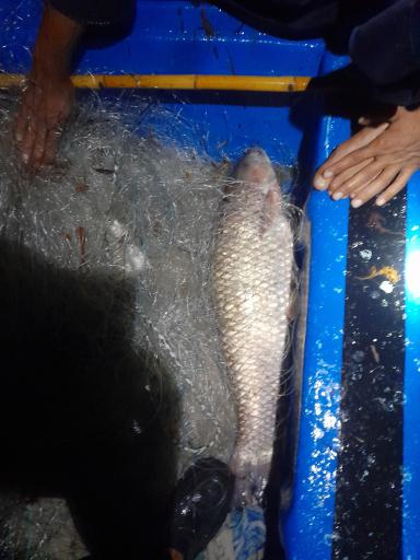 عکس ماهی فروشی شریفی