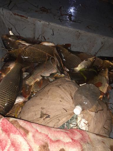 عکس ماهی فروشی شریفی