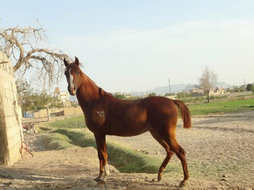 عکس مجموعه پرورش اسب عراقی