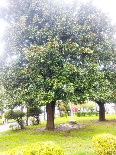 عکس بوستان سبزه میدان