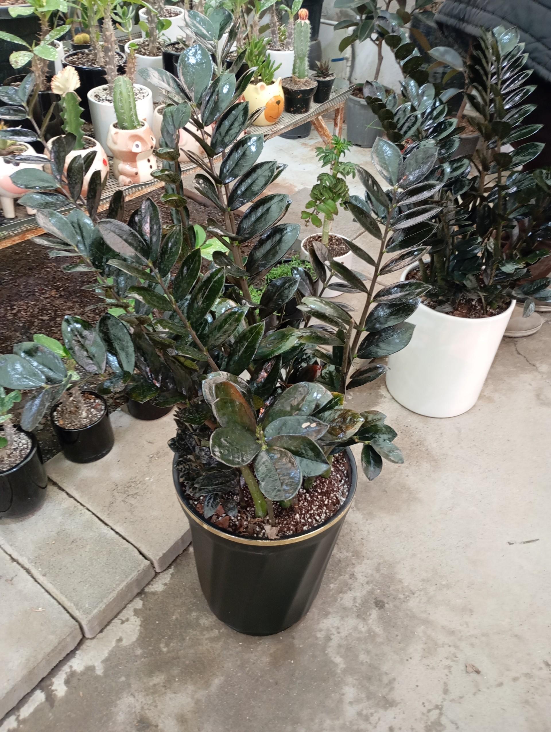 عکس گلسرای پارسا