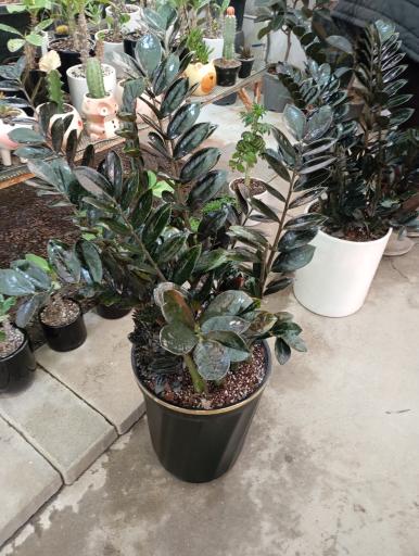 عکس گلسرای پارسا