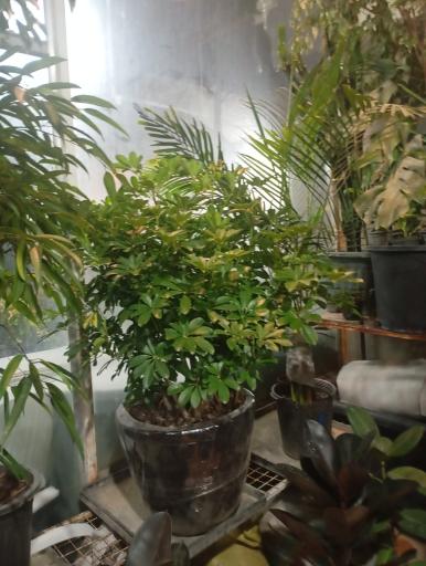 عکس گلسرای پارسا