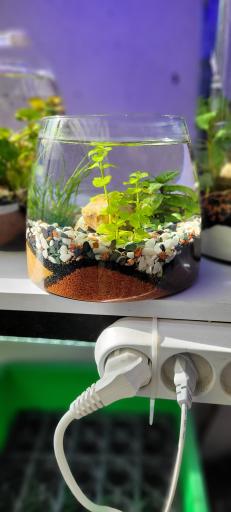 عکس اکواریوم رامین