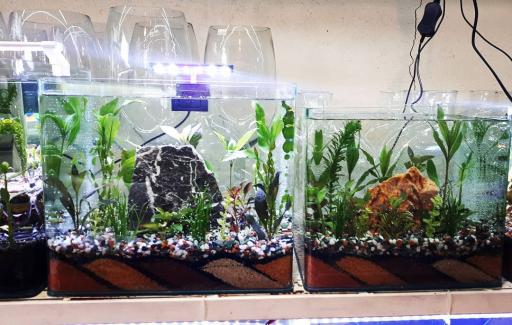 عکس اکواریوم رامین