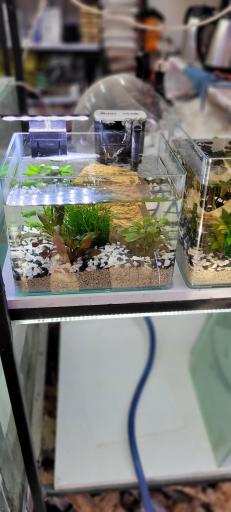 عکس اکواریوم رامین