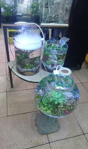 عکس اکواریوم رامین