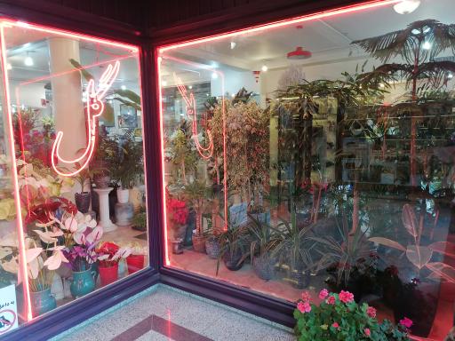 عکس گل فروشی رز