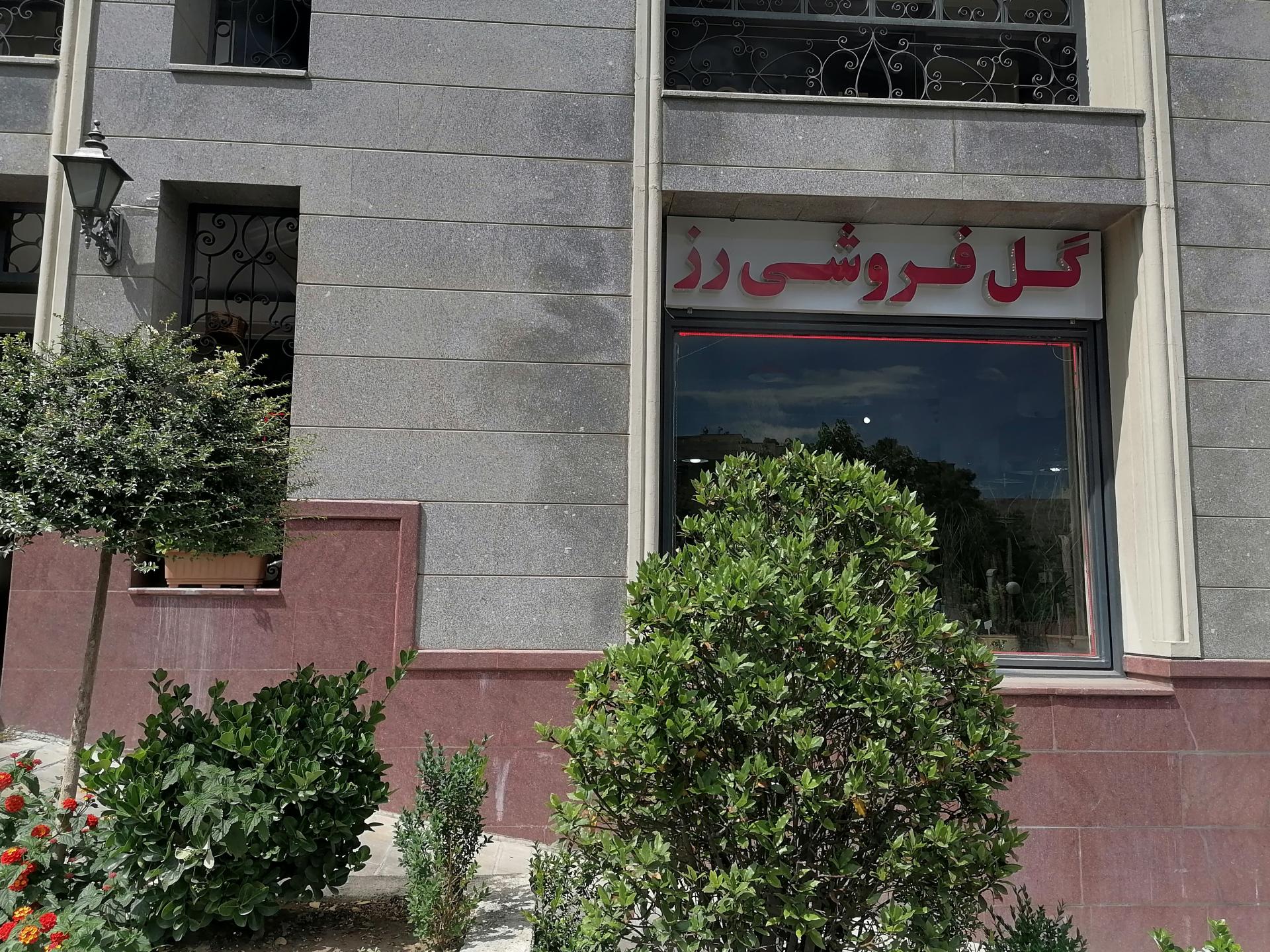 عکس گل فروشی رز